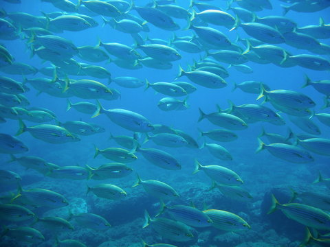 Shoal of fish Salema porgy Mediterranean sea Spain