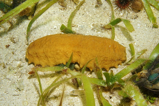 Three-rowed sea cucumber Isostichopus badionotus