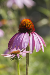 echinacea in the garden