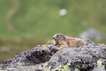 Naklejka na ściany i meble Marmotte des alpes sur un rocher