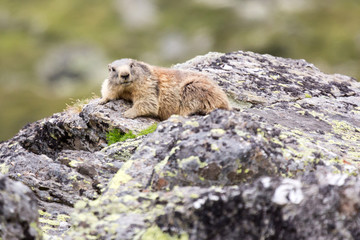 Marmotte des alpes sur un rocher
