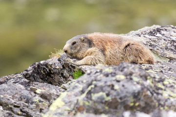 Marmotte des alpes sur un rocher