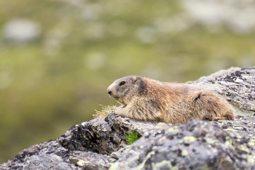 Marmotte des alpes sur un rocher