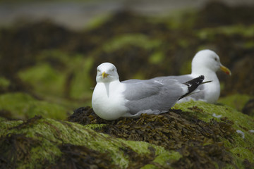 mouettes