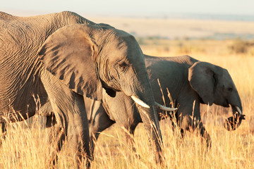 Obrazy  Słonie w Amboseli
