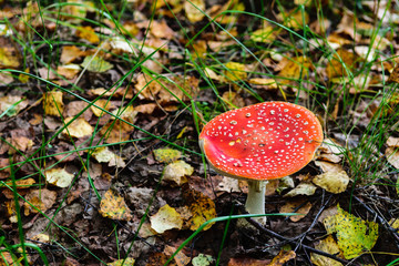 Mushroom fly agaric in the forest