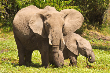 Elephants in Masai Mara