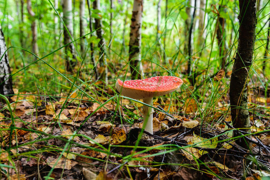 Mushroom fly agaric in the forest