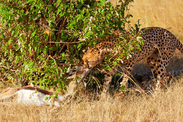 Male cheetah in Masai Mara