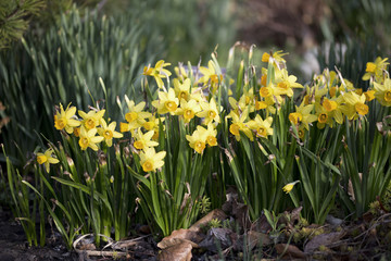 Fototapeta premium Yellow Daffodils in Spring Garden