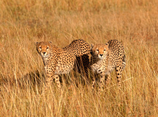 Male cheetahs in Masai Mara