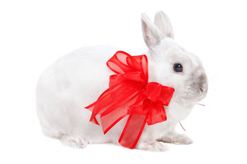 White rabbit with ribbon
