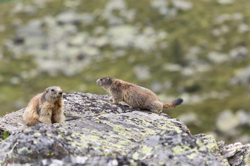 Marmottes des alpes sur un rocher
