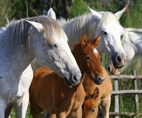 Obraz premium Portrait of the White Camargue Horse in Parc Regional de Camargue - Provence, France