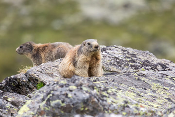Marmottes des alpes sur un rocher