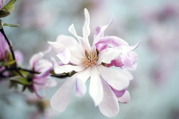 Photo sur Plexiglas Magnolia Pink Magnolia Flower