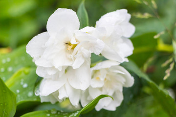 Obraz na płótnie Canvas White Jasmine, Green leafes, summer blossom