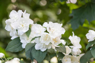 Naklejka na ściany i meble White Jasmine, Green leafes, summer blossom