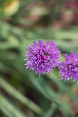 Fototapeta premium Purple garlic flowers spring and summer blossom