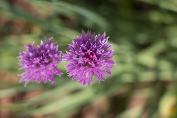 Fototapeta premium Purple garlic flowers spring and summer blossom