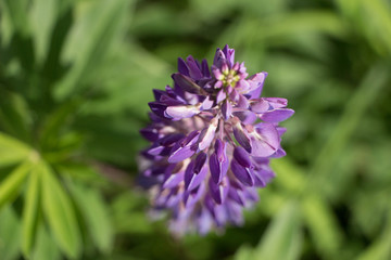 Lupin flowers spring and summer blossom