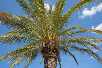 Palme - Palmae