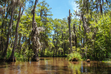 Midday in the Louisiana swamp