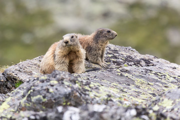 Marmottes des alpes sur un rocher