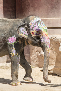 Colorful elephant with large tradition in India in Holi Festival