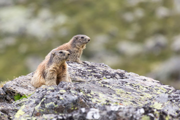 Naklejka na ściany i meble Marmottes des alpes sur un rocher