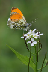 Flowering Garlic mustard (Alliaria petiolata) with Orange Tip butterfly