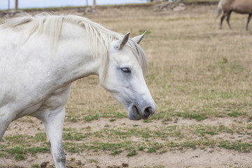 Naklejka na ściany i meble horse