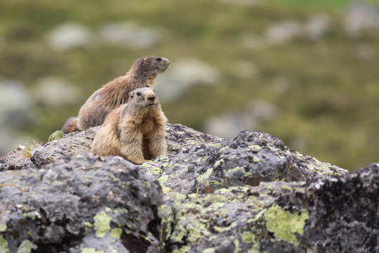 Marmotte des alpes sur un rocher