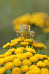 Tansy (Tanacetum vulgare) also known as Common Tansy, Bitter Buttons, Cow Bitter, Mugwort, or Golden Buttons with Tettigonia viridissima, the Great Green Bush-Cricket