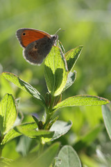Pearly Heath (Coenonympha arcania) butterfly - macro photo