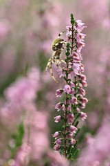 Calluna vulgaris known as Common Heather, ling, or simply heather with spider