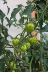 Unreife Tomaten