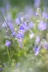 speedwell (Veronica chamaedrys)