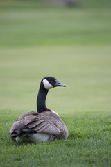 Canada Goose on Grass