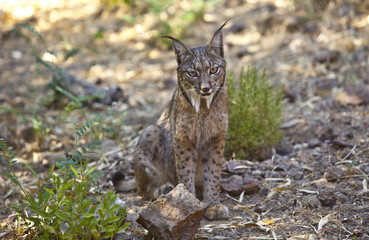 Naklejka premium Iberian lynx sitting on alert