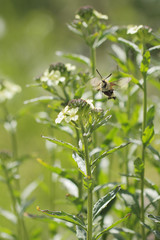 Hemaris tityus, the Narrow-bordered Bee Hawk-moth in flight