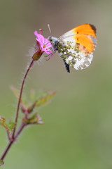 Purple wild geranium - Geranium robertianum with Orange Tip butterfly