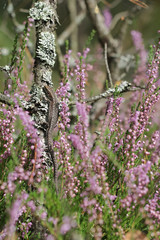 Calluna vulgaris known as Common Heather, ling, or simply heather with viviparous lizard or common lizard, Zootoca vivipara