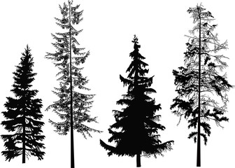 Fototapeta premium illustration with four black firs on white