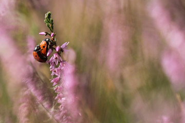 Mating ladybugs on flowering heather
