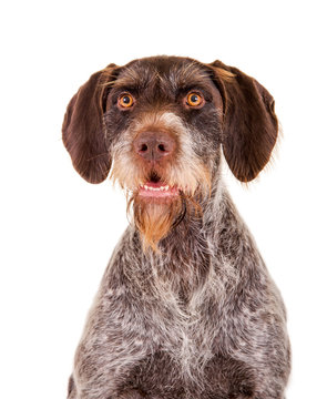 Jagdhund
