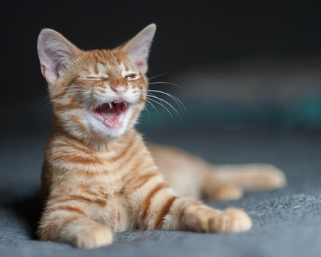 Furry Tabby kitten lying with a laughing expression.