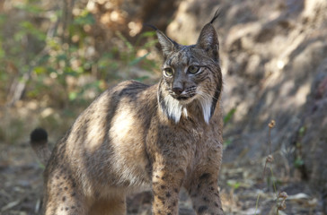 Iberian lynx