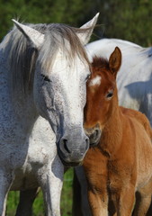 Obraz premium Portrait of the White Camargue Horse in Parc Regional de Camargue - Provence, France