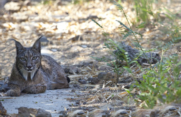 Naklejka premium Iberian lynx resting